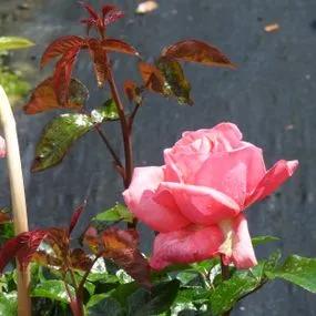 Special Anniversary Climbing Rose (Rosa Special Anniversary) 3
